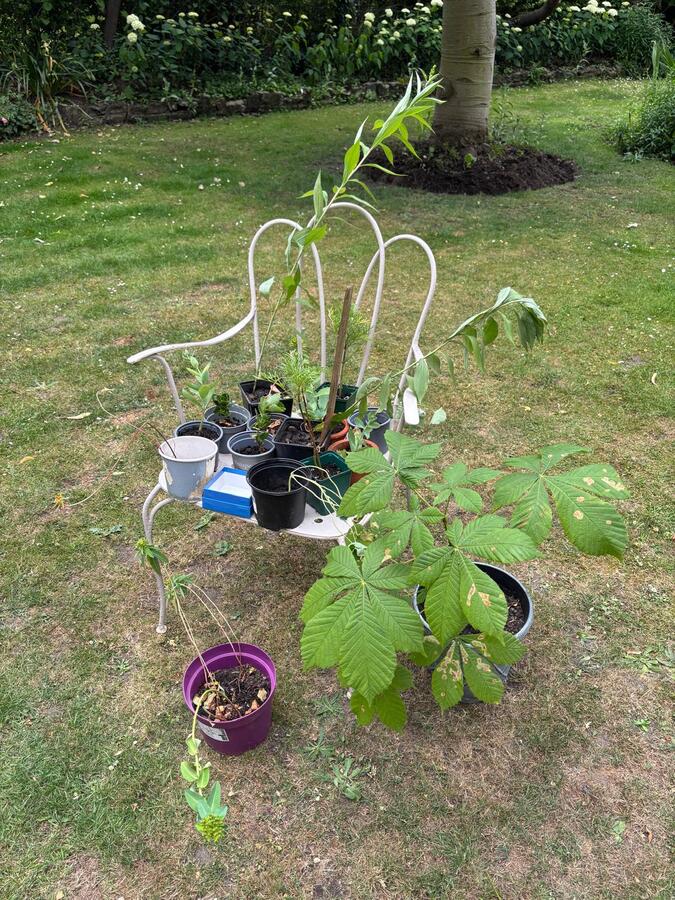 Photo 3 - some plants to take